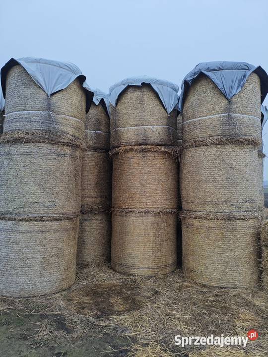 Słoma pszenna sprzedam słomę 130x120 80 balotów