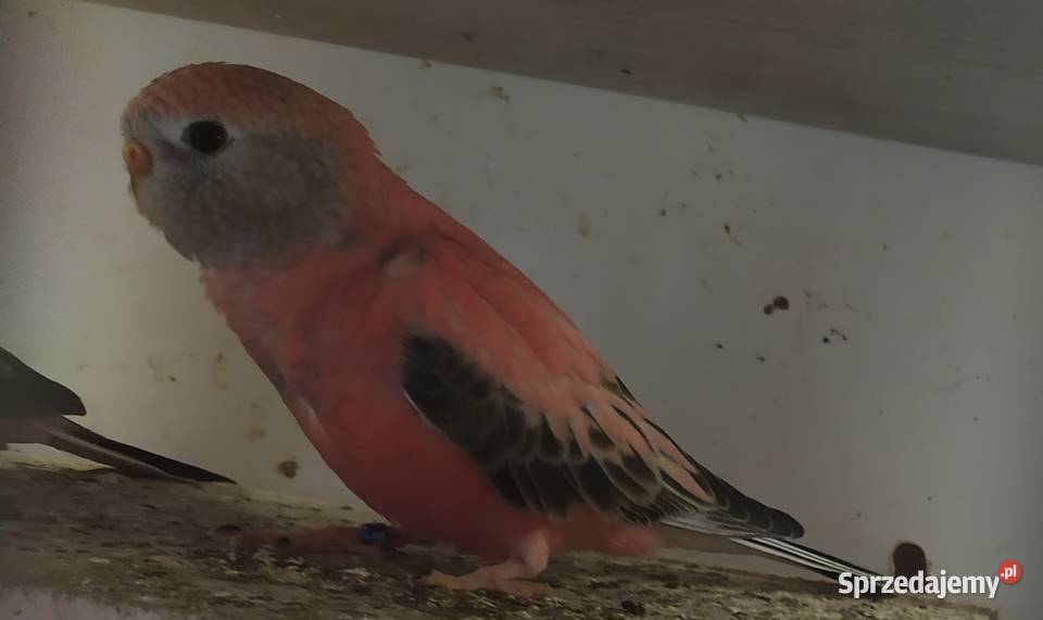 Liliank papugiililianki różowe Kłodzko