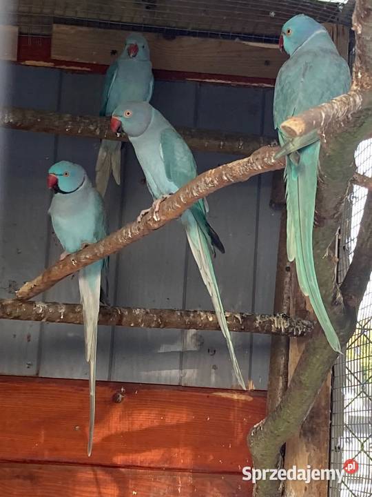 Papugi aleksandretty obroźne obrożne aleksy Szaflary