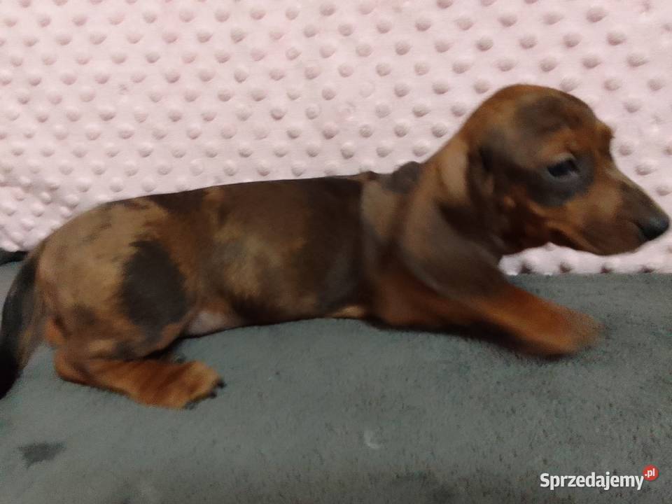 Jamniki krótkowłosy merle Żyrardów