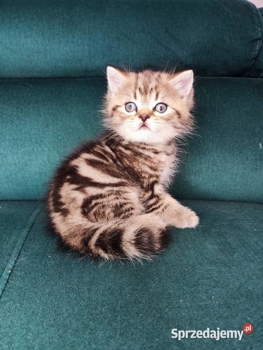 Kocurek brytyjski Alfa Wielka Lipa