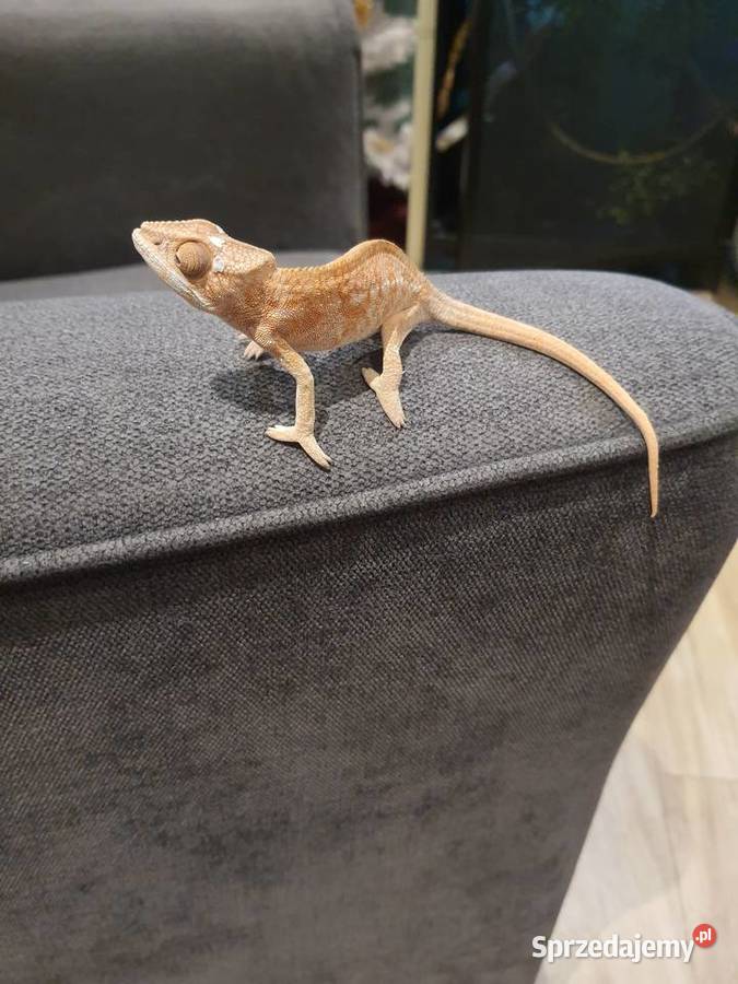 sprzedam kameleona lamparci samiczka Lubień Kujawski