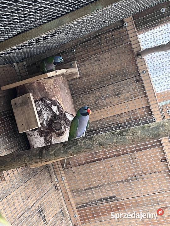 Para aleksandrett chińskich