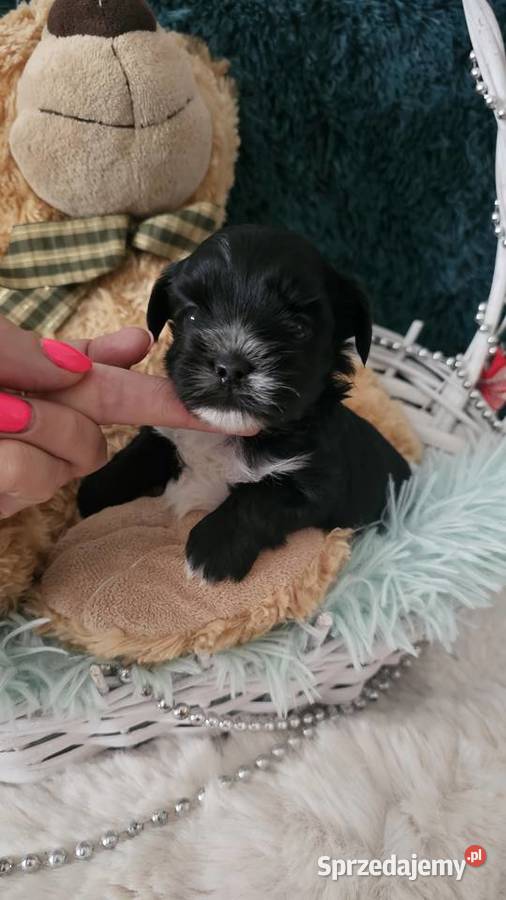 Yorkshire terrier piesek PASZPORT Sędziejowice
