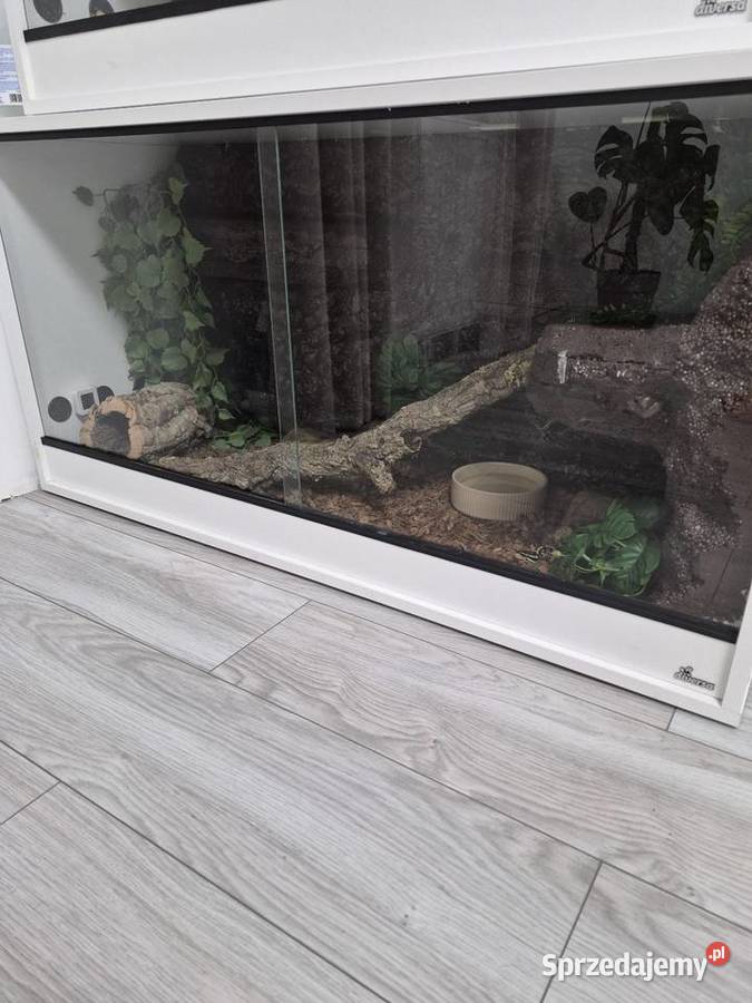 Pyton królewski terrarium 120x50x60 szczury Bielsko-Biała