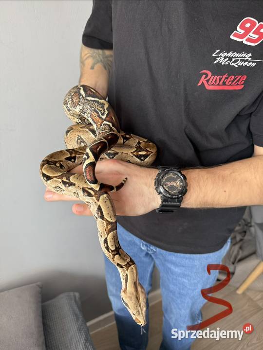 Wążwęże na sprzedaż Żory