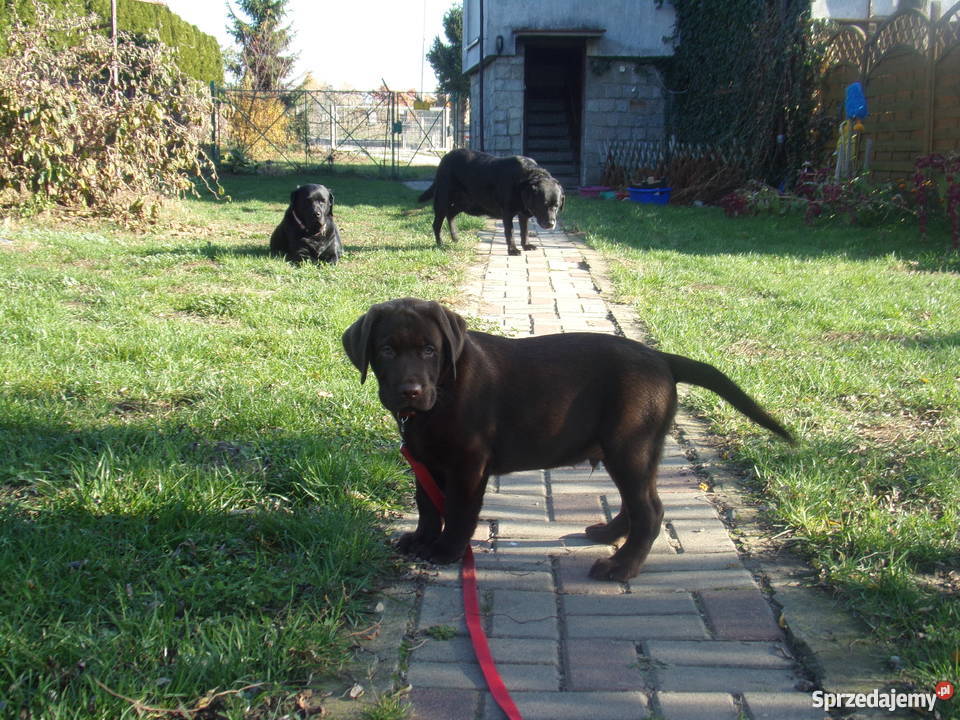 Sprzedam szczenięta labrador retriever Wrocław