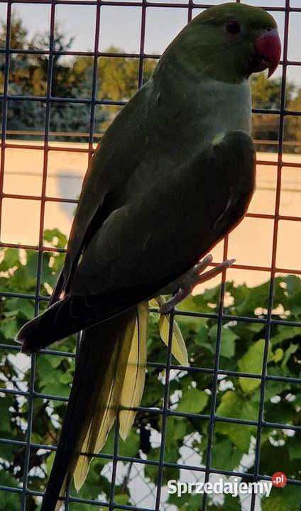 Aleksandretta obrożna łatwo się oswaja i można Wrocław