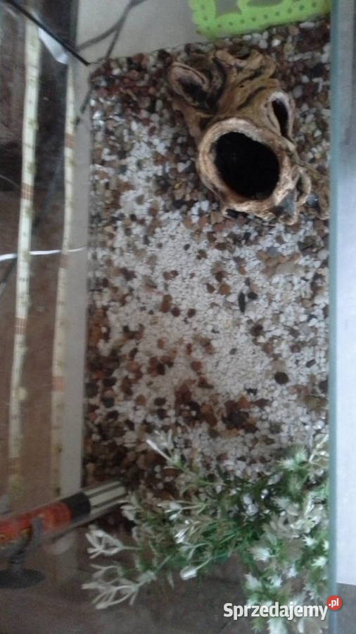 Akwarium z wyposażeniem