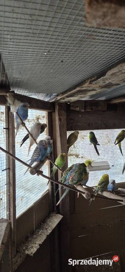 Faliste Swiergotki nierozlaczki Motycz