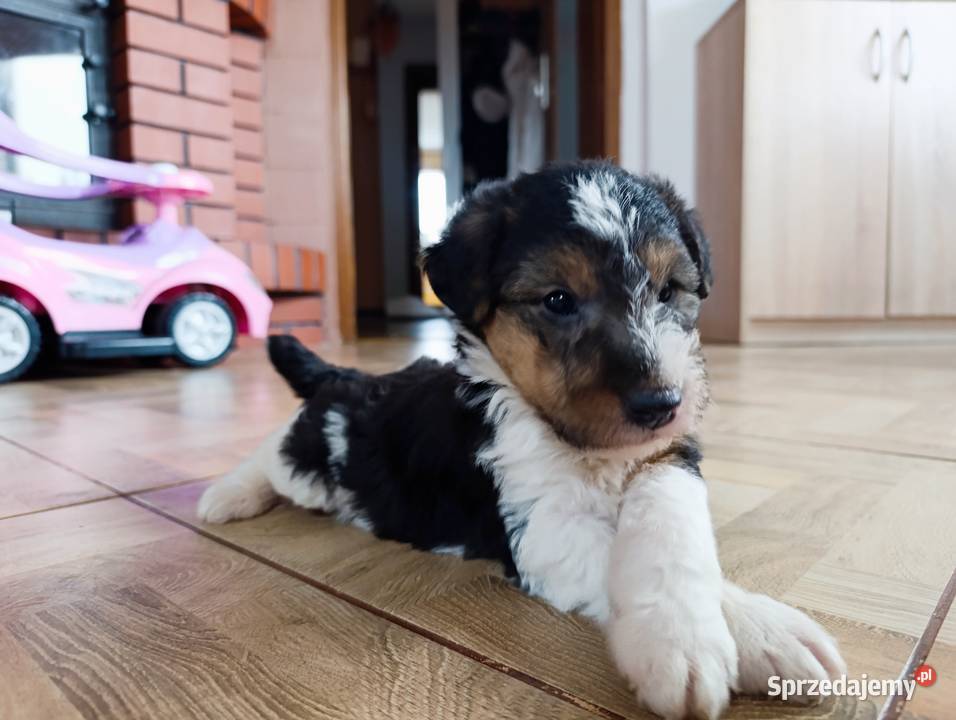 Foksterier tricolor szorstkowłosy Sokołów Podlaski
