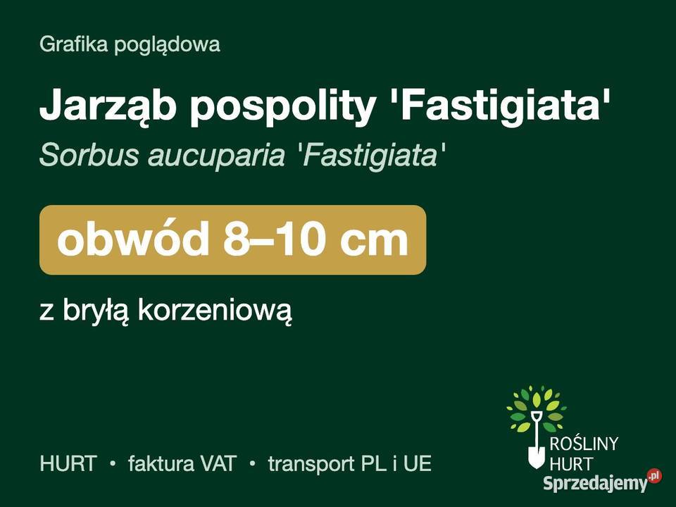 Jarząb pospolity Fastigiata obwód 810 z bryłą sprzedam