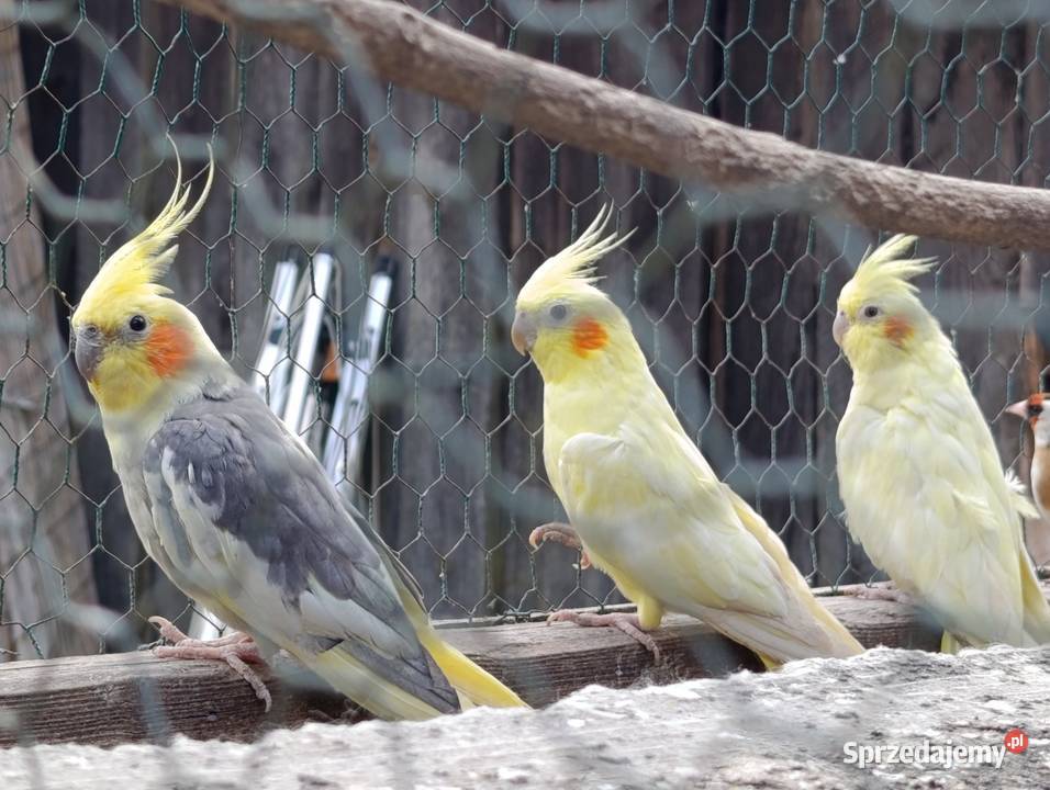 Papugi świergoty nimfy rozella Ptaki Loryniec