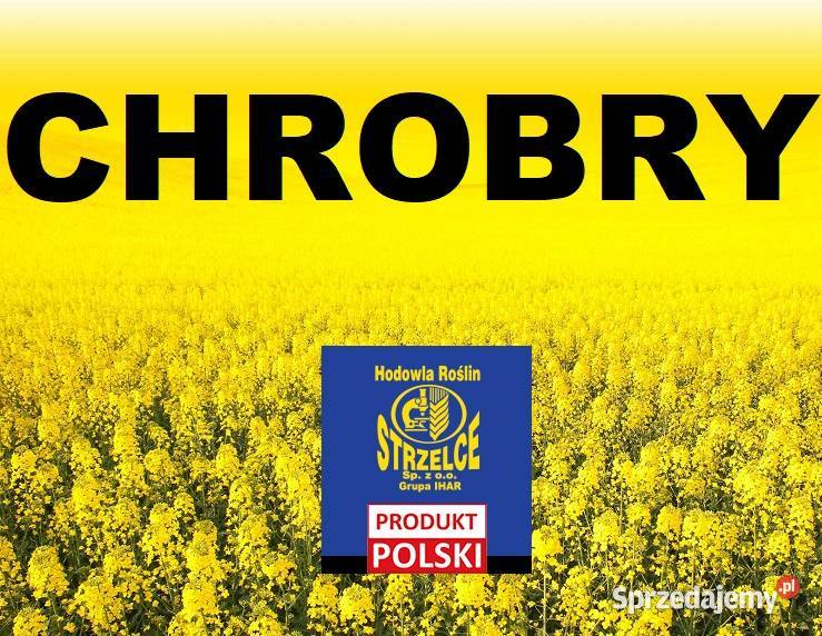 Rzepak Strzelce Chrobry Buteo Start Myślibórz