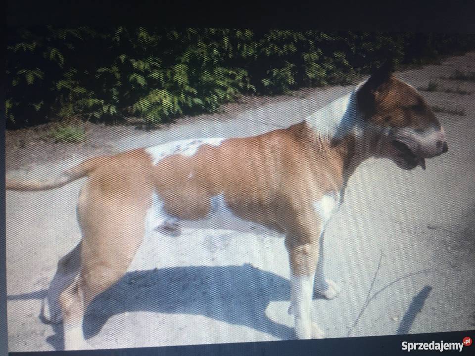 Bulterier standard zkwpfci pies 25 letni Poznań