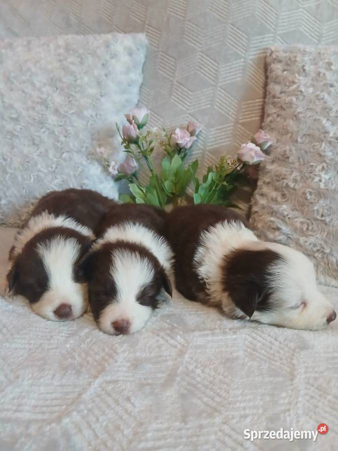 Border collie czekoladowo białe kujawsko-pomorskie Toruń