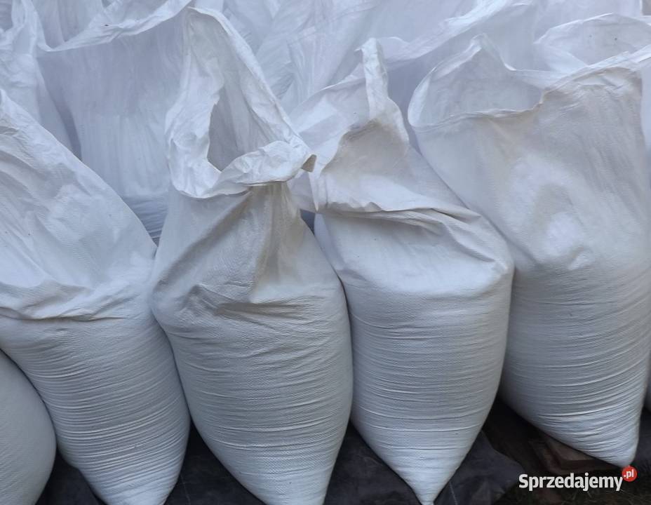 Gorczyca plus facelia na poplon Gniezno