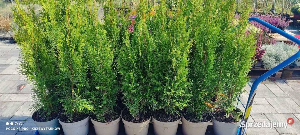 Tuja szmaragd 60 70 10 Tarnów