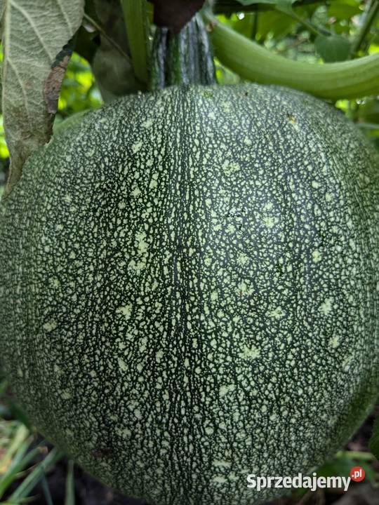Ogórek rosyjski Wierasen Wrzesień odmiany Kraków sprzedam