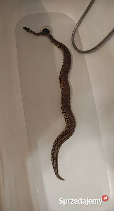 Pyton królewski samiec 2 lata z terrarium i Zabrze