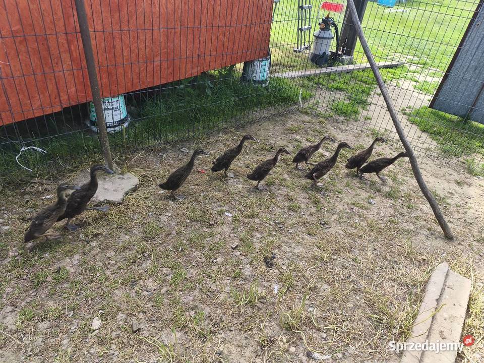 Sprzedam kaczki biegusy Zwierzęta Andrzejów sprzedam
