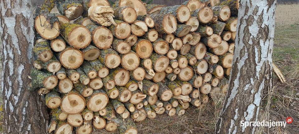 Drewno liściaste osika 200 Olsztyna