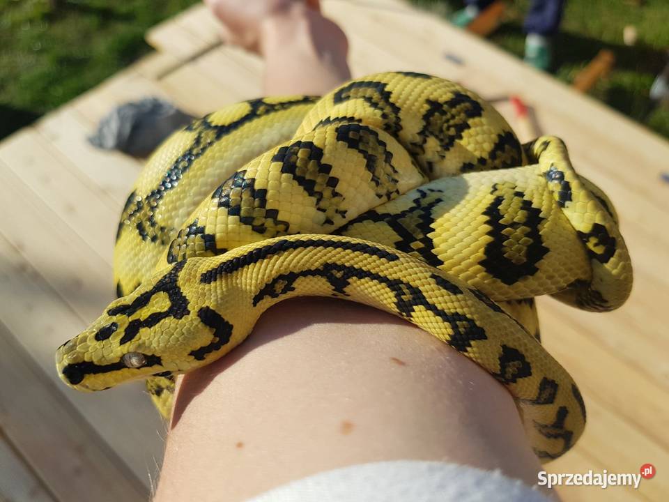 Pyton Dywanowy Morelia Spilota Jungle Jaguar