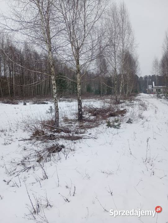 drewno brzoza opałowa dowóz Warszawa