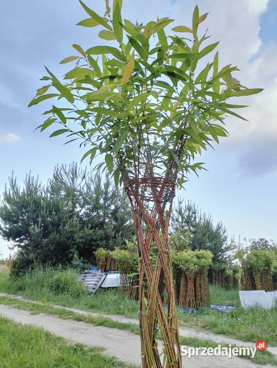 Wierzba pleciona Częstochowa