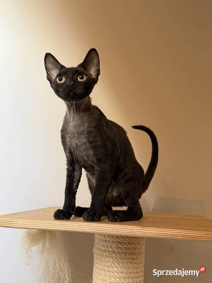 Devon Rex kocięta z rodowodem FPL