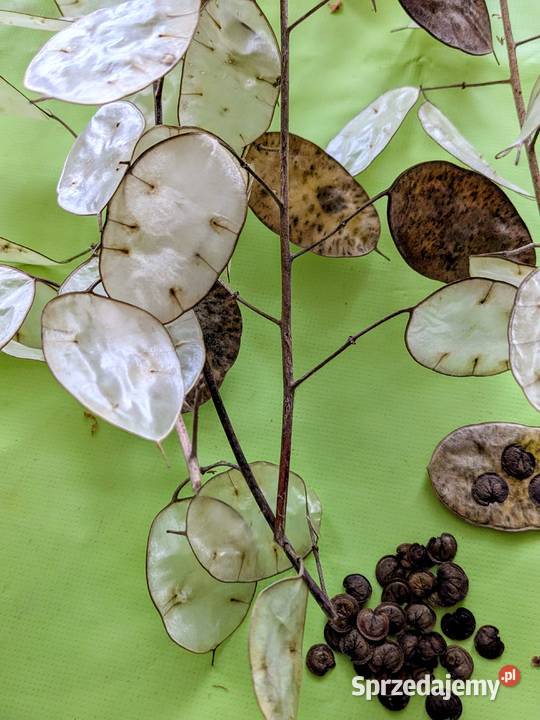 Miesięcznica Judaszowe srebrniki Dekoracyjny Ogród Kraków