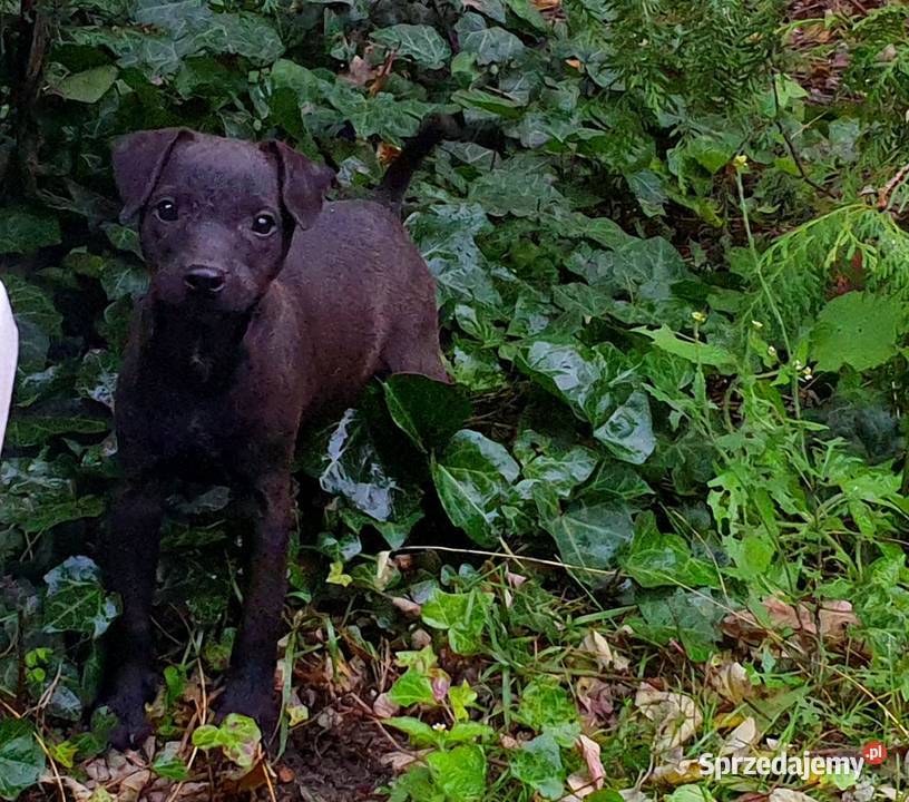 Patterdale Terrier nie Jagdterier ZKwP FCI wielkopolskie