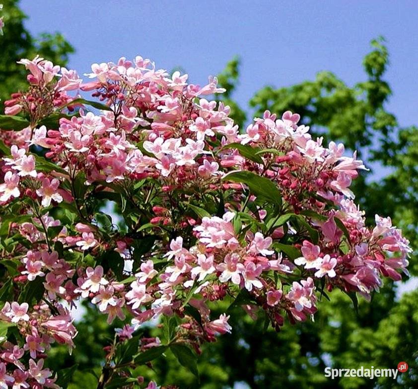KOLKWICJA CHIŃSKA KOLKWITZIA AMABILIS Rabatowe Pogorzela sprzedam