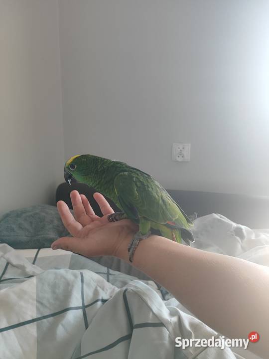 Papugi Amazonki ręcznie karmione