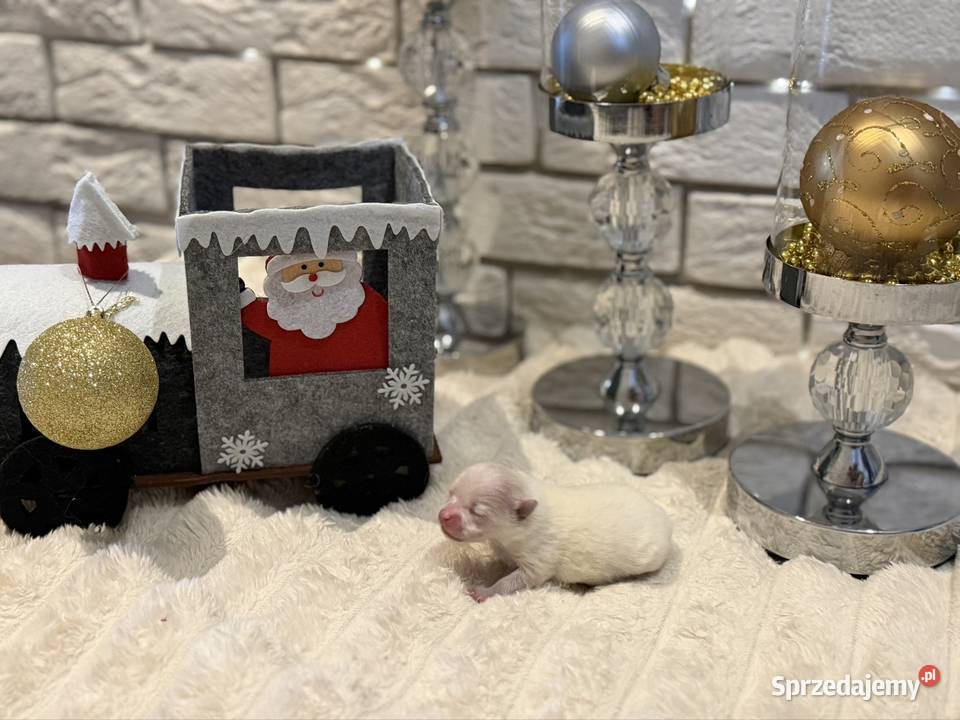 Szpic miniaturowy pomeranian Ophelia Poniszowice