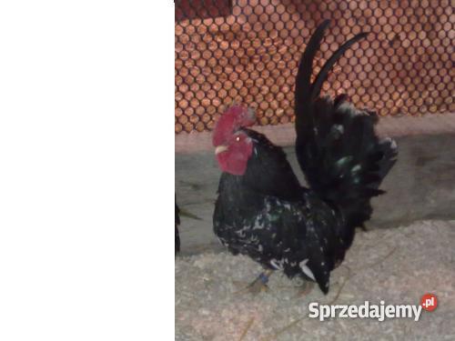 drób ozdobny wielkopolskie sprzedam