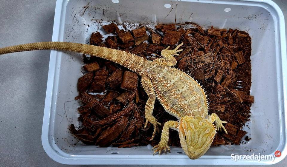 Agama brodata samiczka Wołomin sprzedam