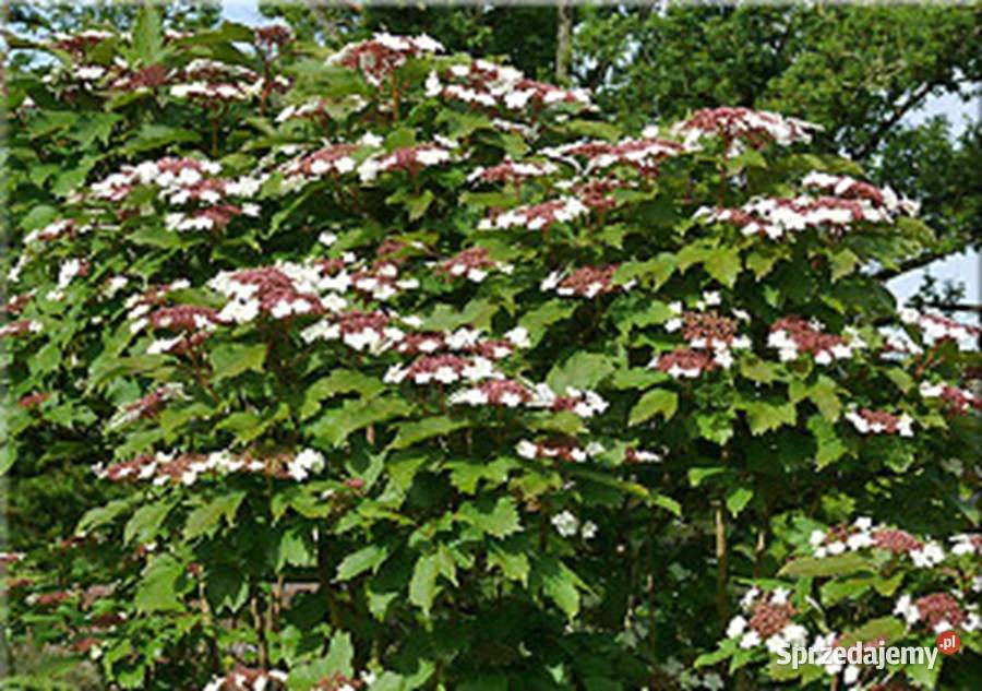 KALINA SARGENTA Viburuum sargentii NASIONA 330 kujawsko-pomorskie Lubanie