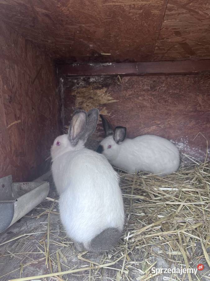 Króliki Kalifornijske