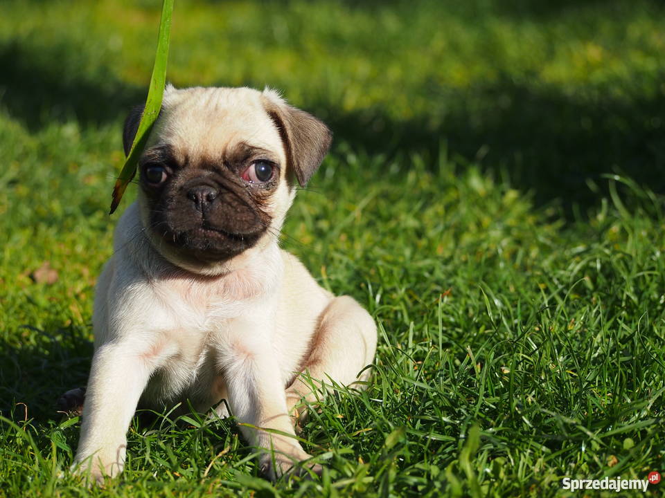 Mopsik suczka łódzkie Skierniewice
