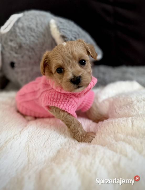 Maltipoo maleńka dziewczynka Wadowice