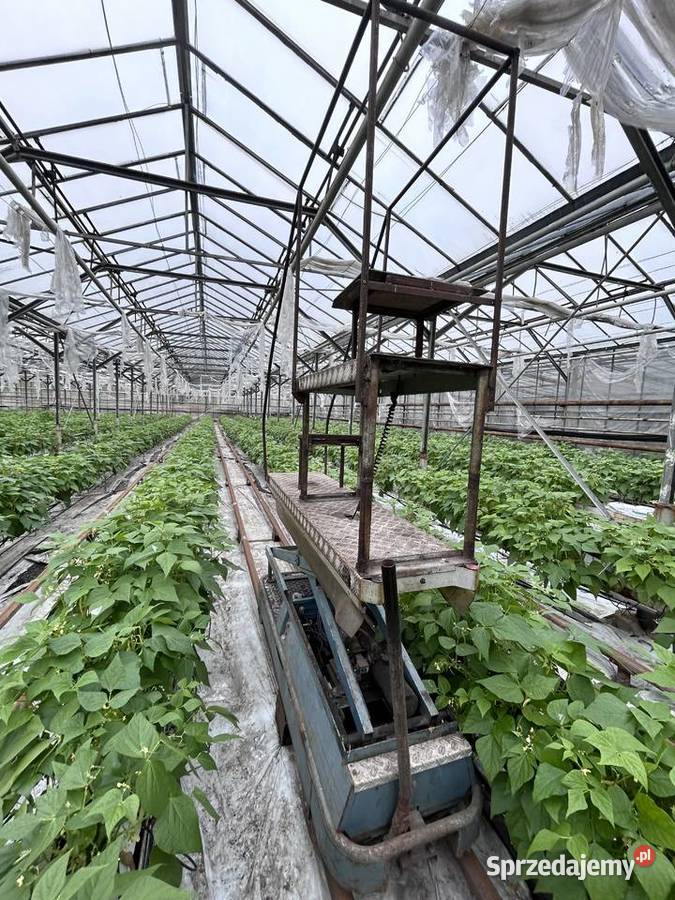 Wózek rolkowy szklarniowy do zbioru warzyw wielkopolskie Śmigiel