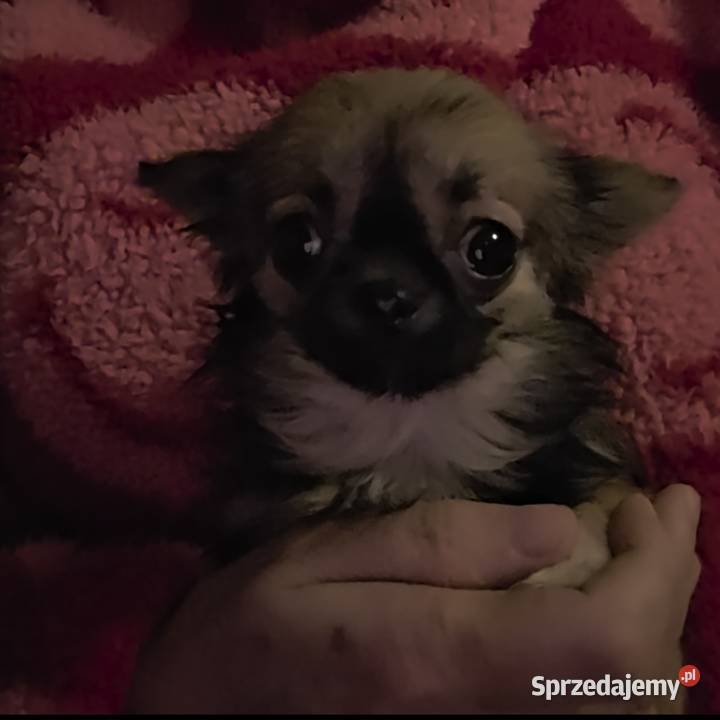 Chihuahua sunia długowłosa FCI Łódź sprzedam