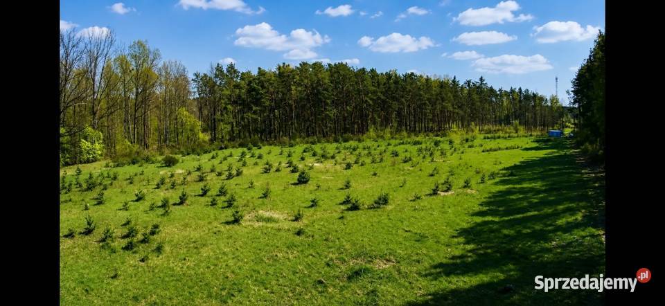 Działka budowlana 1095M2 WZ BRZÓZA budowlana Sprzedaż Brzóza