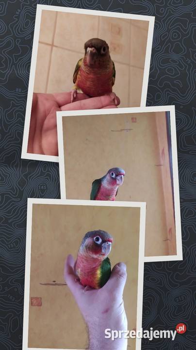 Papugi rudosterki ręcznie karmione śląskie Tychy