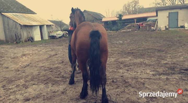 Klacz Sokólska dopłatowa Serokomla