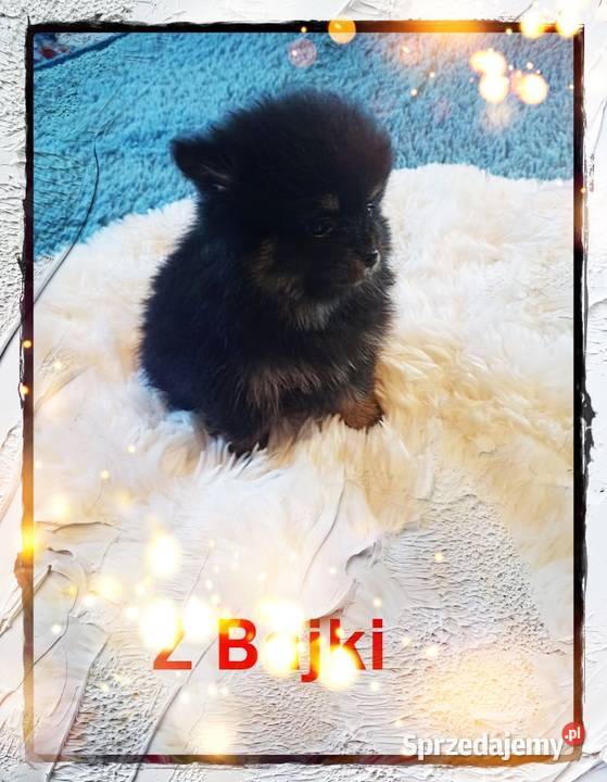 Czarny PODPALANY Pomeranian Rodowód Kraj i Opole