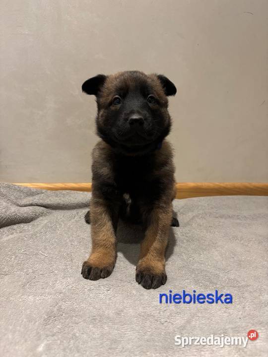 Owczarek belgijski Malinois łódzkie Wójtostwo