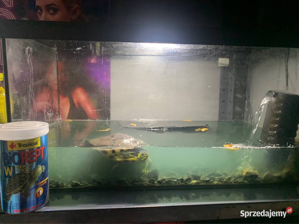 Oddam żółwia wodnolądowego dorosłego Gliwice