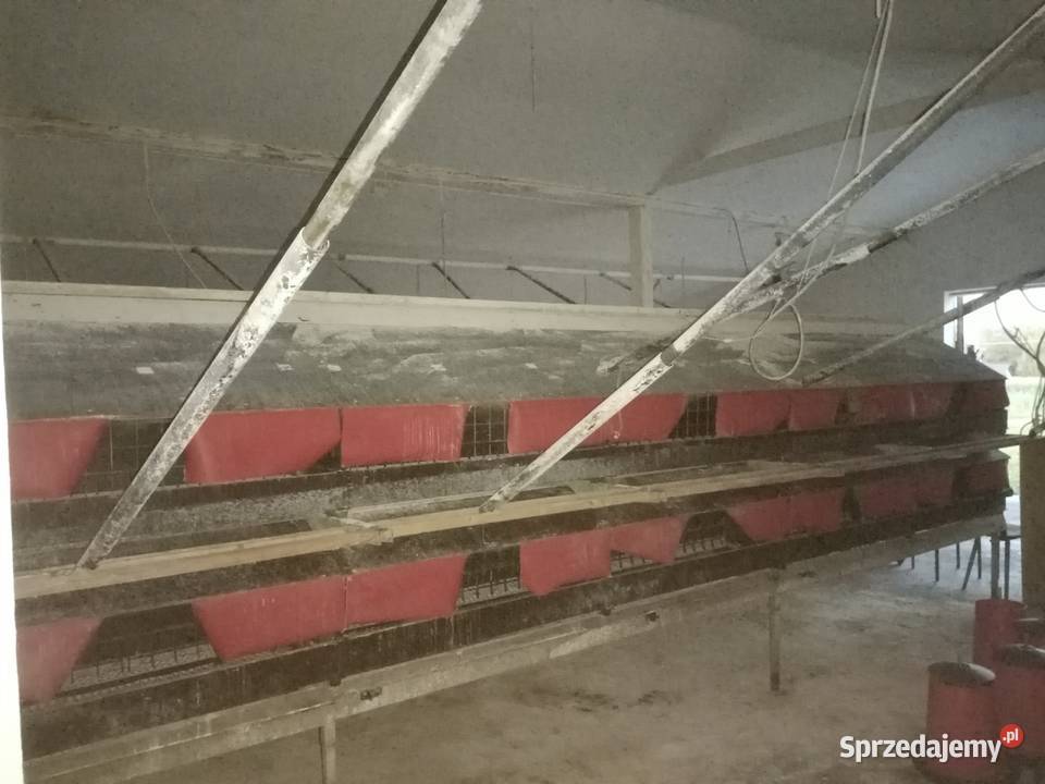 Gniazda automatyczne Jansen 20m Hodowla drobiu śląskie Simoradz sprzedam